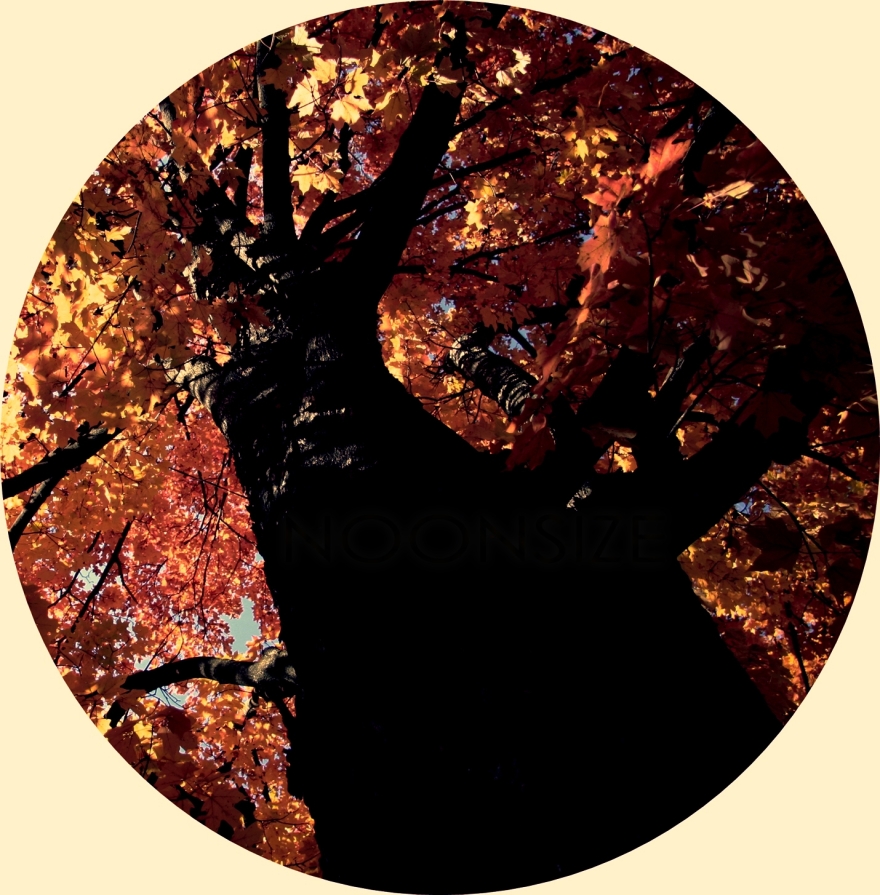 Noonsize - September Leaves
